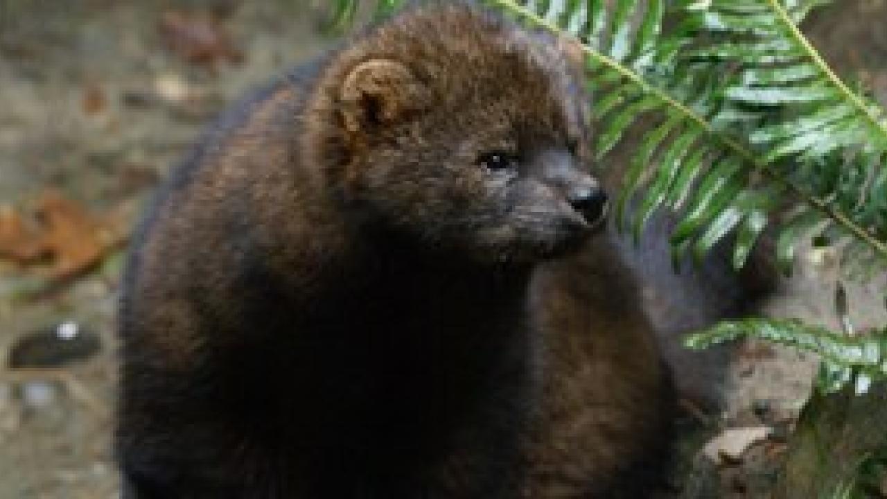 Pacific Fisher