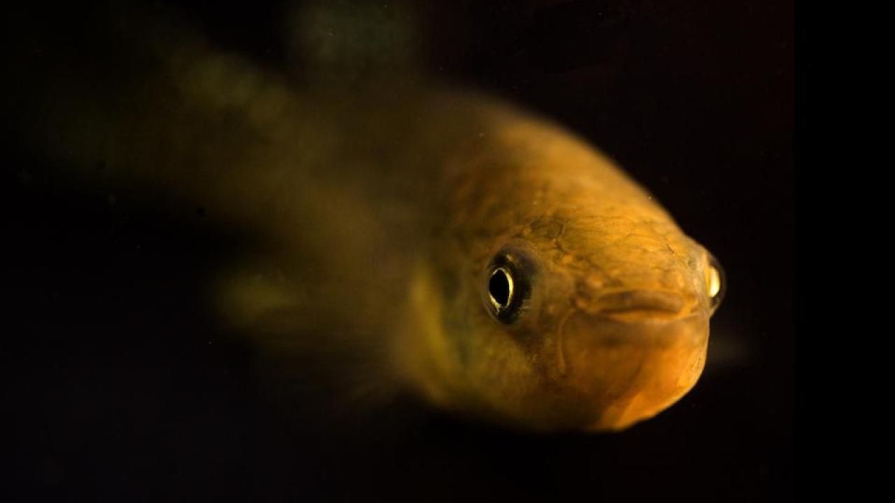 Atlantic killifish contributed key adaptive genetic variation to the Gulf killifish, which amounted to an evolutionary rescue from toxic pollutants. (Andrew Whitehead/UC Davis) Atlantic killifish contributed key adaptive genetic variation to the Gulf killifish, which amounted to an evolutionary rescue from toxic pollutants. (Andrew Whitehead/UC Davis)