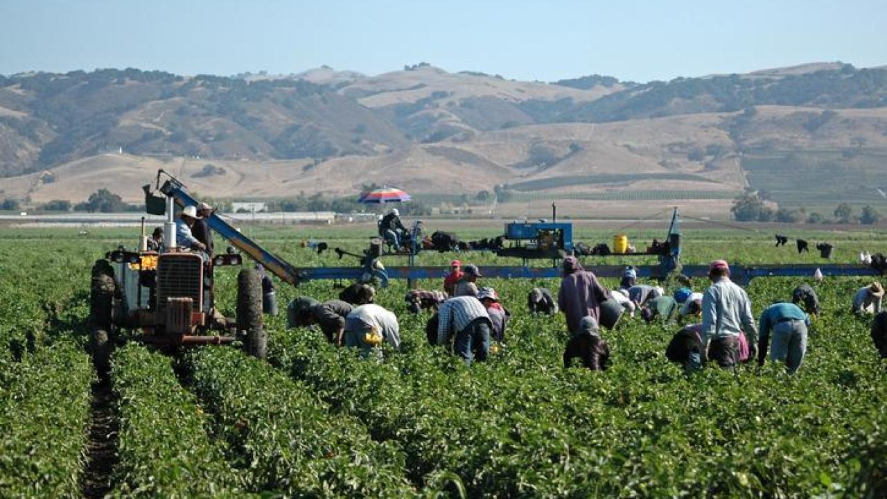 Getty Images Farmworkers in an agricultural field.