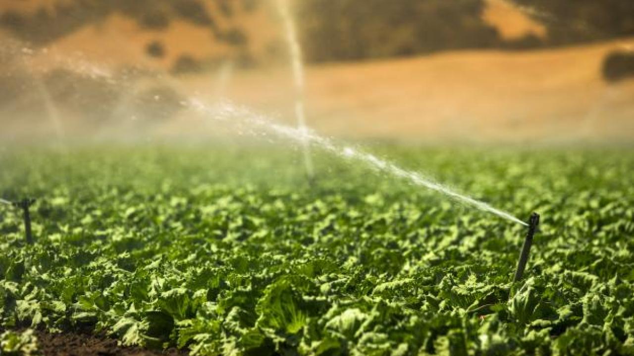 A field of greens is irrigated in California The ability to predict heat waves in the Central Valley could help better prepare and protect crops and people from the impacts. (Getty) A field of greens is irrigated in California The ability to predict heat waves in the Central Valley could help better prepare and protect crops and people from the impacts. (Getty)