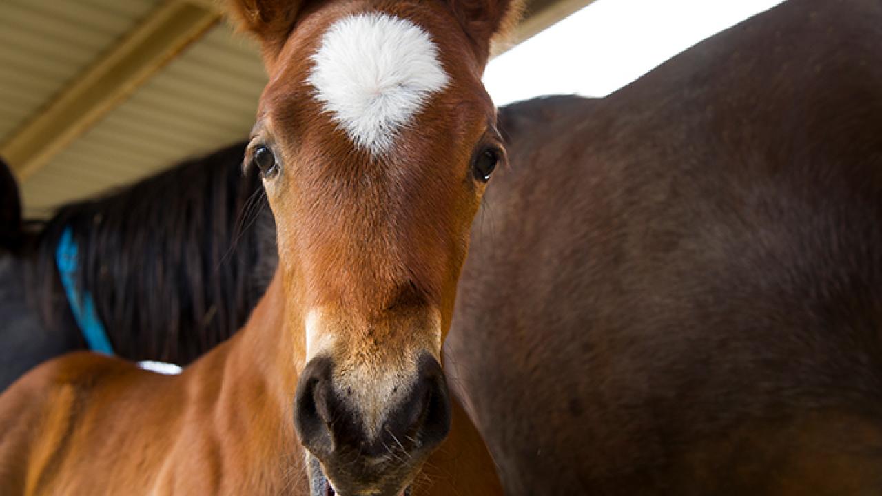 horse