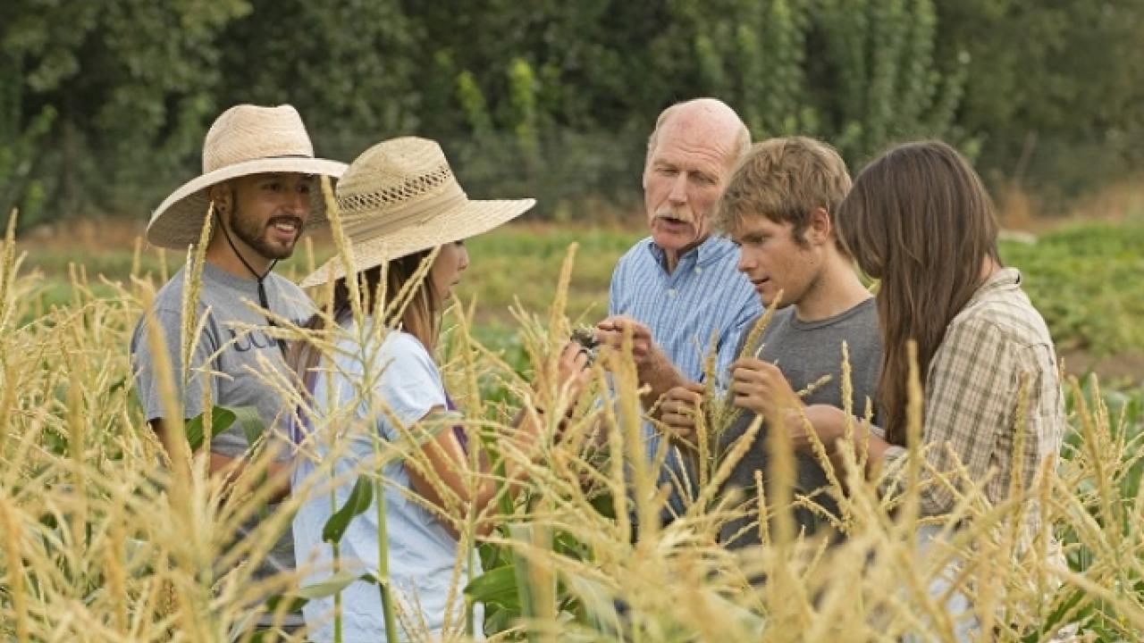 UC Davis Student Farm Director Mark Van Horn (center) in August 2015 talks about corn pests with students (left to right) Michael Bancroft, Alexis Fujii, Abraham Cazares, and Mary Laurie. Gregory Urquiaga/UC Davis