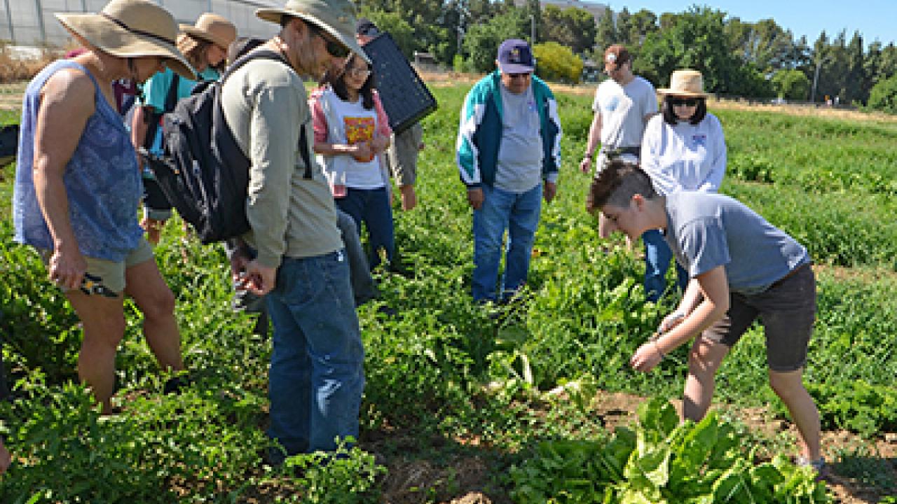 Student Carli Hambley demonstrates how to harvest produce at the June gleaning. (Katie Hetrick/UC Davis photo) Student Carli Hambley demonstrates how to harvest produce at the June gleaning. (Katie Hetrick/UC Davis photo)
