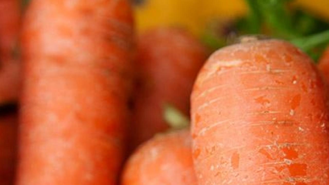 Genome sequencing reveals how carrots have become good at accumulating carotenoids, the pigment compounds that give them their characteristic colors and nutritional richness. (Gregory Urquiaga/UC Davis) Genome sequencing reveals how carrots have become good at accumulating carotenoids, the pigment compounds that give them their characteristic colors and nutritional richness. (Gregory Urquiaga/UC Davis)