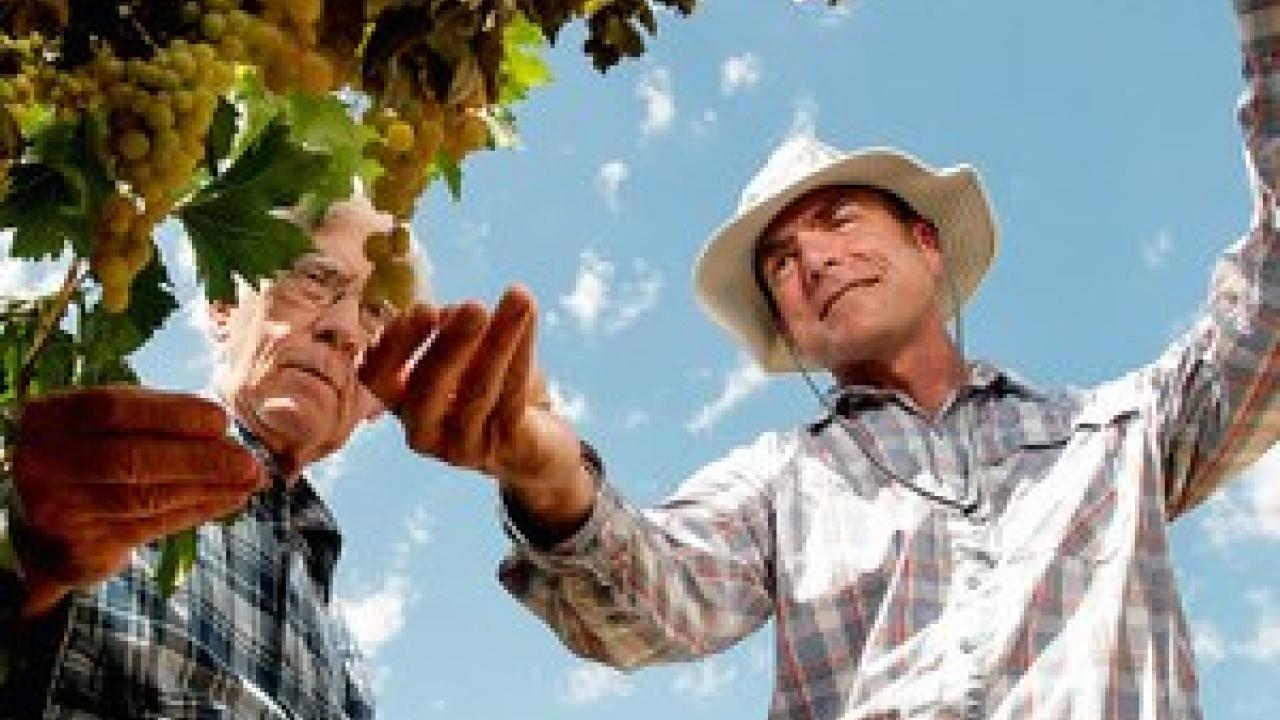 Cooperative Extension specialist Matthew Fidelibus (right) talks with grower Ron Brase about his grapes in Fresno, California. Brase has 40 acres of Selma Pete grapes that will become raisins. (Photo: UC Davis) Cooperative Extension specialist Matthew Fidelibus (right) talks with grower Ron Brase about his grapes in Fresno, California. Brase has 40 acres of Selma Pete grapes that will become raisins. (Photo: UC Davis)