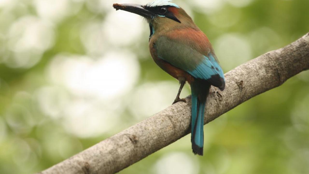 A turquoise-browed motmot (Eumomota superciliosa) excavating a muddy hole to build its nest. The species persists in privately owned forests but declines in open agricultural fields. (Daniel Karp/UC Davis) A turquoise-browed motmot (Eumomota superciliosa) excavating a muddy hole to build its nest. The species persists in privately owned forests but declines in open agricultural fields. (Daniel Karp/UC Davis)