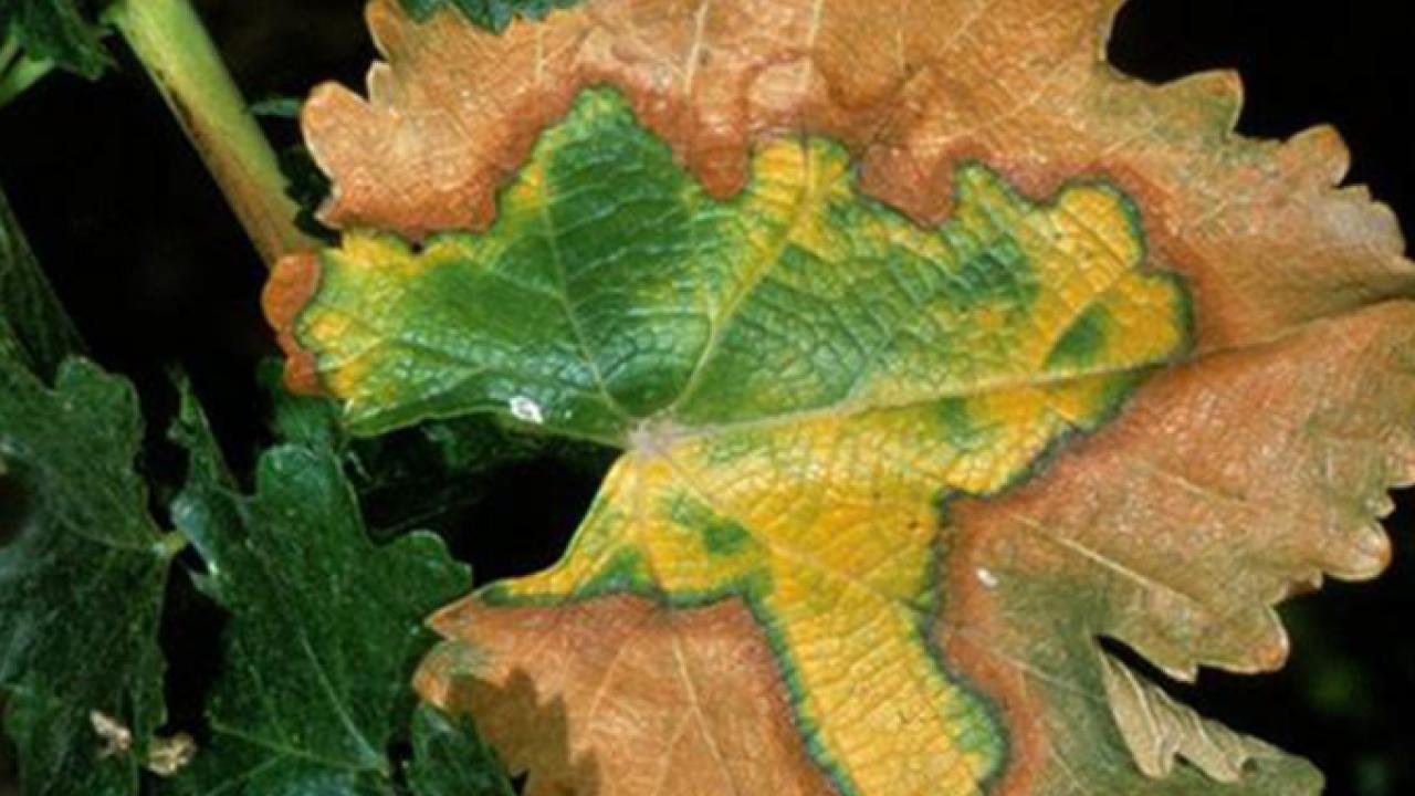 Symptoms of Pierce's disease on a grapevine leaf. (Jack Kelly Clark / UC ANR) Symptoms of Pierce's disease on a grapevine leaf. (Jack Kelly Clark / UC ANR)