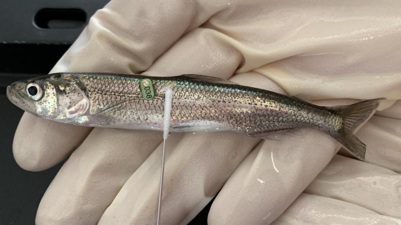 Longfin smelt can be difficult to differentiate from endangered Delta smelt. Here, a longfin smelt is swabbed for genetic identification through a CRISPR tool called SHERLOCK. (Alisha Goodbla/UC Davis) Longfin smelt can be difficult to differentiate from endangered Delta smelt. Here, a longfin smelt is swabbed for genetic identification through a CRISPR tool called SHERLOCK. (Alisha Goodbla/UC Davis)