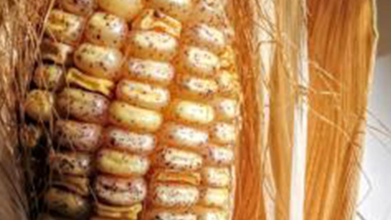 Transposons are mobile pieces of DNA that influence other genes. In this photo, each spot on a corn kernel is caused by a transposon. Transposons are mobile pieces of DNA that influence other genes. In this photo, each spot on a corn kernel is caused by a transposon.