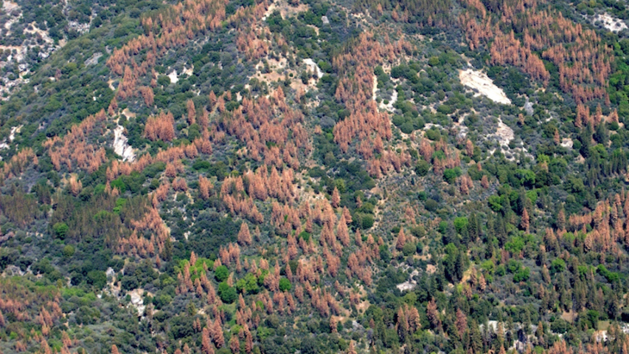 Dead and dying trees dot the landscape in the Sierra Nevada during the region's recent drought. (USDA Forest Service) Dead and dying trees dot the landscape in the Sierra Nevada during the region's recent drought. (USDA Forest Service)