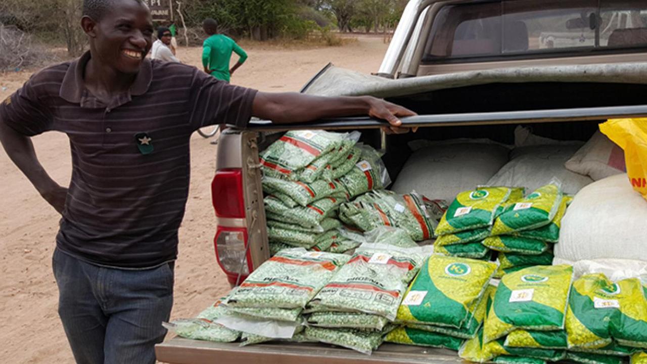 Improved maize seeds available through the AMA Innovation Lab study were bred for desirable traits, including higher yields than local seeds, especially with a moderate drought. (Jonathan Malacarne/AMA Innovation Lab)