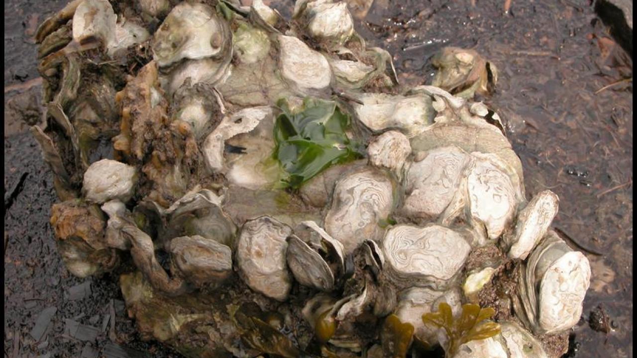 A boulder of native oysters near Tomales Bay, California (UC Davis) A boulder of native oysters near Tomales Bay, California (UC Davis)