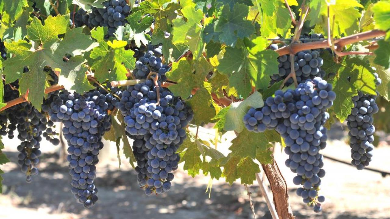 Paseante noir, is one of five new Pierce’s disease resistant grape varieties developed by Andrew Walker, geneticist and professor of viticulture and enology at UC Davis. It has characteristics similar to a zinfandel. (Dan Ng/UC Davis)