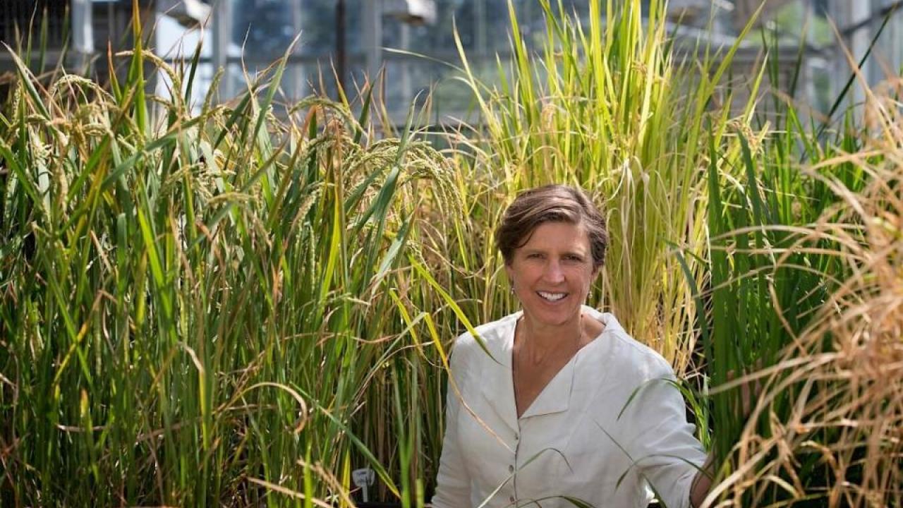 Pam Ronald, distinguished professor in the Department of Plant Pathology and Genome Center, is known for her engineering of flood tolerant rice. Pam Ronald, distinguished professor in the Department of Plant Pathology and Genome Center, is known for her engineering of flood tolerant rice.