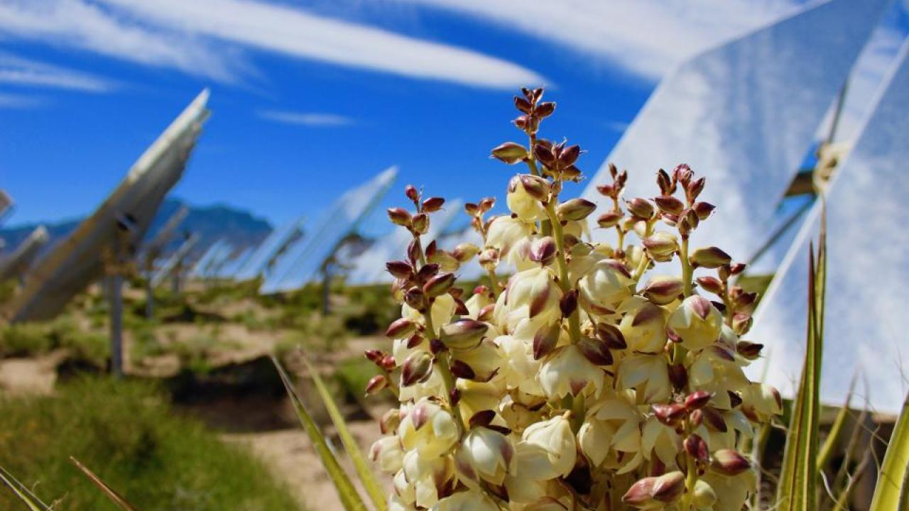 Mojave yucca grows near a solar facility in the Mojave Desert. (Steven Grodsky/UC Davis)
