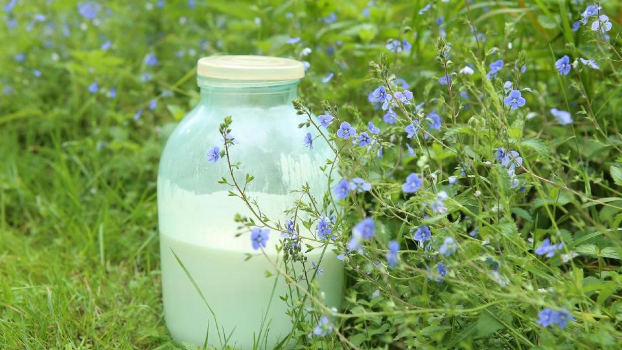 UC Davis study finds raw milk left at room temperature harbors antimicrobial resistant genes. (Getty)