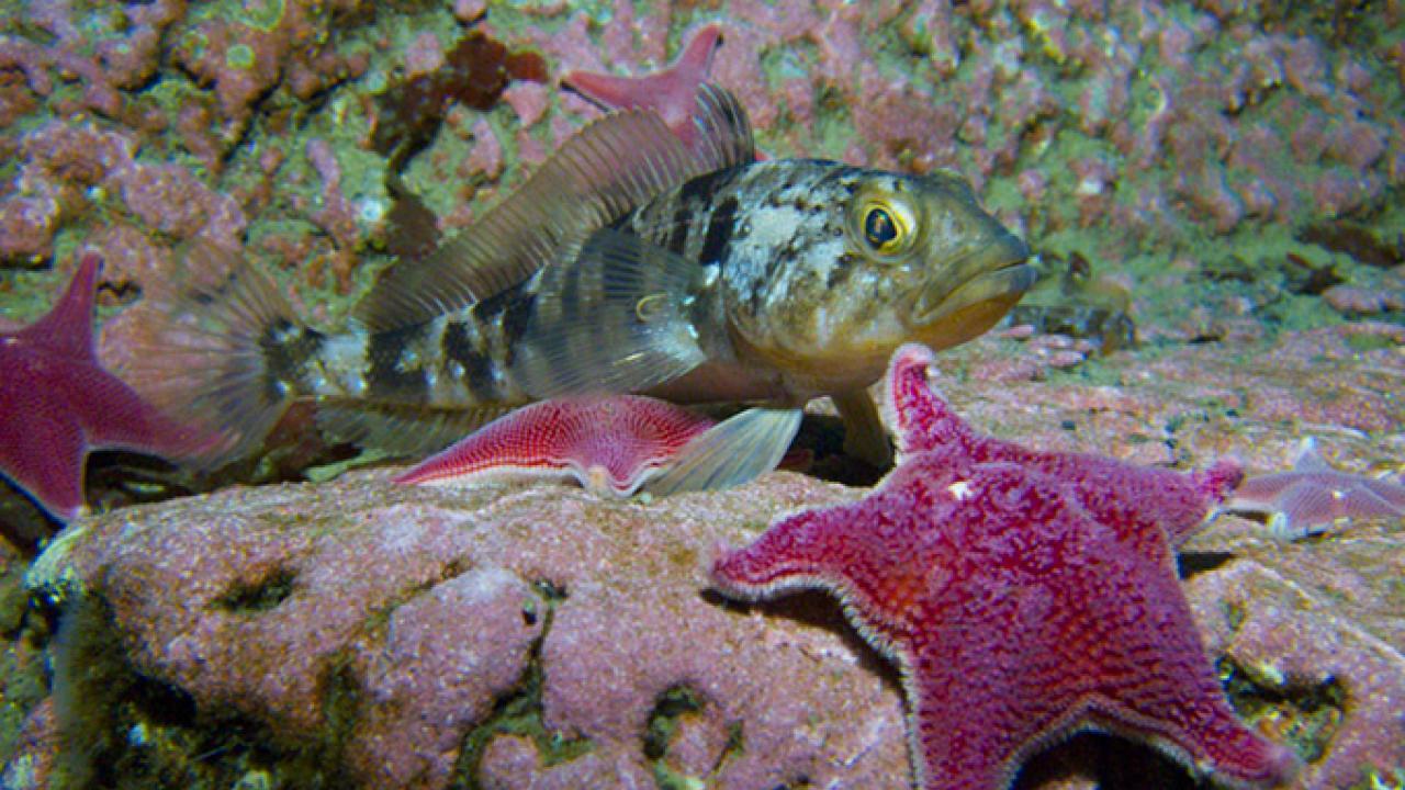 Emerald rock cod in Antarctica can handle some increases in temperature and carbon dioxide levels, but not both at the same time. With climate change, you rarely have one climate stressor without the other. Photo: Rob Robbins/US Antarctic Program climate-stress