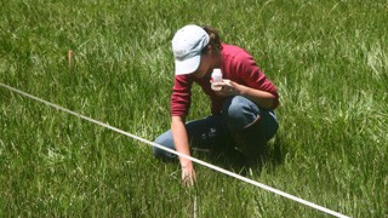 Postdoctoral scholar Leslie Roche takes a water sample from a meadow on a US Forest Service grazing allotment for her study on cattle grazing and water quality. (Kenneth Tate/UC Davis) Postdoctoral scholar Leslie Roche takes a water sample from a meadow on a US Forest Service grazing allotment for her study on cattle grazing and water quality. (Kenneth Tate/UC Davis)