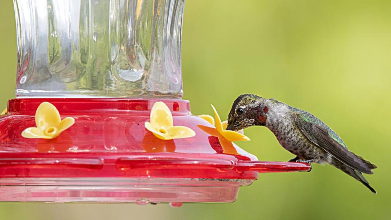 An Anna’s hummingbird sips sugar water from a feeder. (Scott Logan/Wild Wings Ecology) An Anna’s hummingbird sips sugar water from a feeder. (Scott Logan/Wild Wings Ecology)