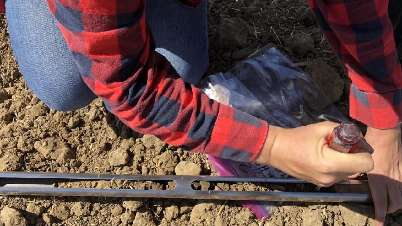 Sampling soil at UC Davis’ Russell Ranch Sustainable Agriculture Facility. (Courtesy Nicole Tautges/UC Davis)