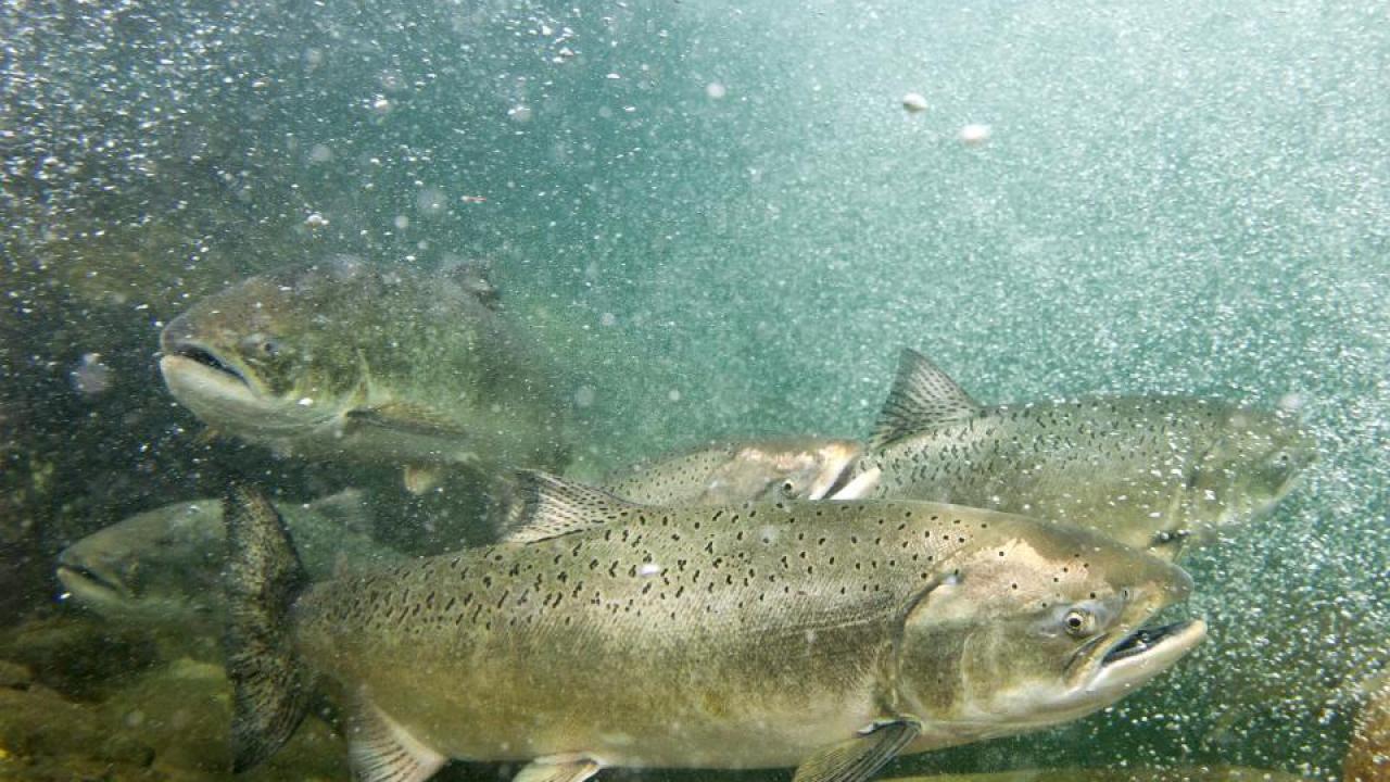 Spring-run chinook in the Salmon River. (Peter Bohler) Spring-run chinook in the Salmon River. (Peter Bohler)