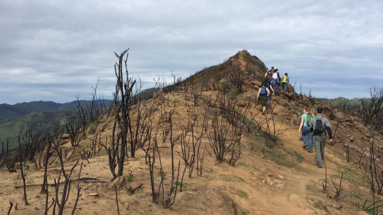 Students in a UC Davis fire ecology class walk along a burned ridge top of Stebbins Cold Canyon Natural Reserve in 2016. (Alexandra Weill, UC Davis) Students in a UC Davis fire ecology class walk along a burned ridge top of Stebbins Cold Canyon Natural Reserve in 2016. (Alexandra Weill, UC Davis)