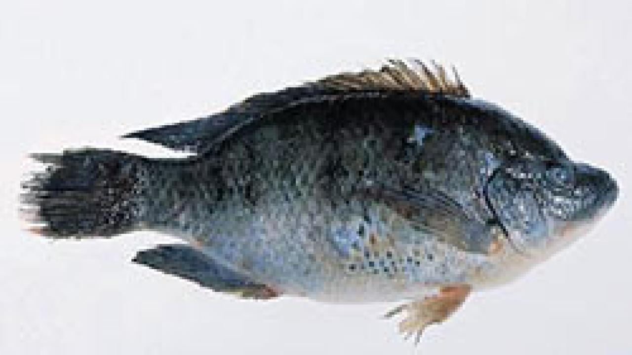 Mozambique tilapia (photo: U.S. FDA) Mozambique tilapia (photo: U.S. FDA)
