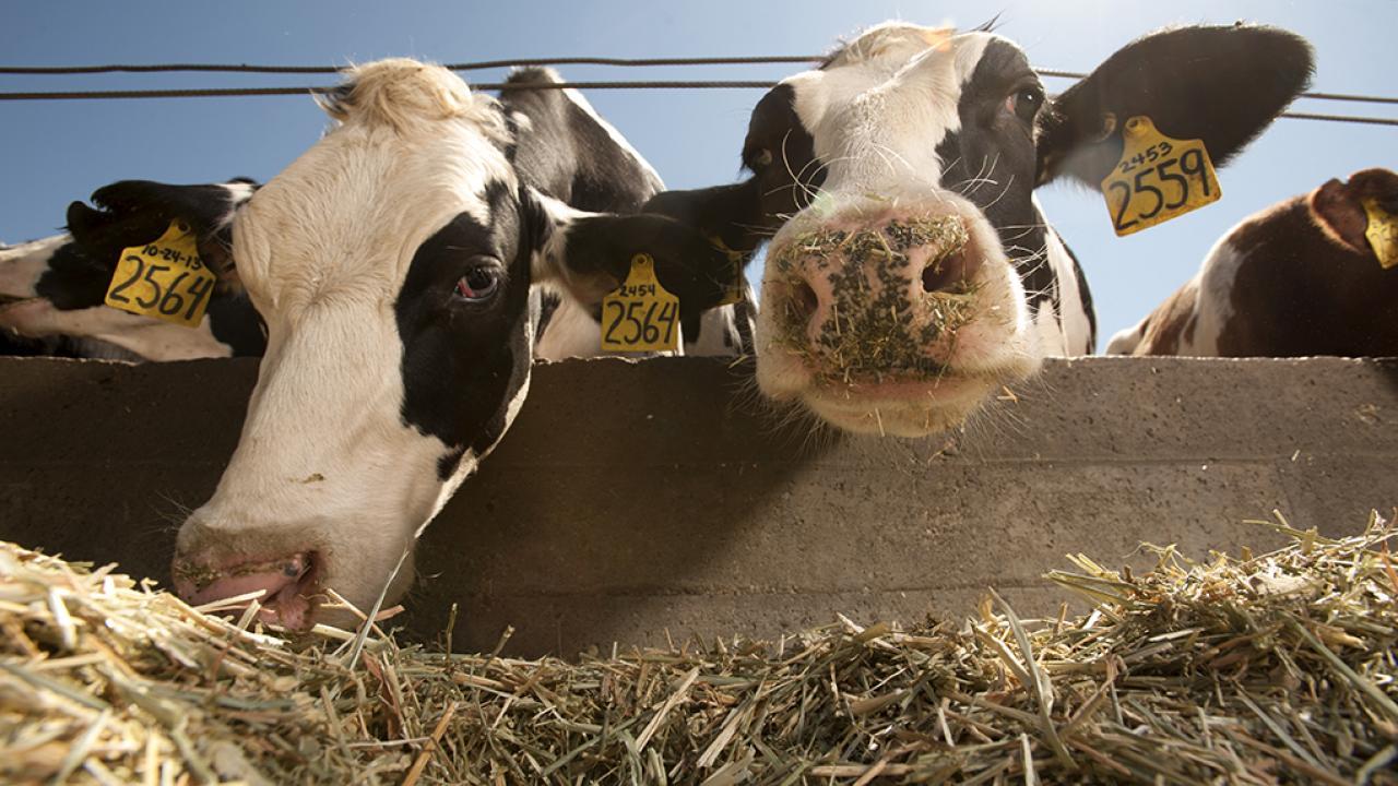 UC Davis cows at the dairy.