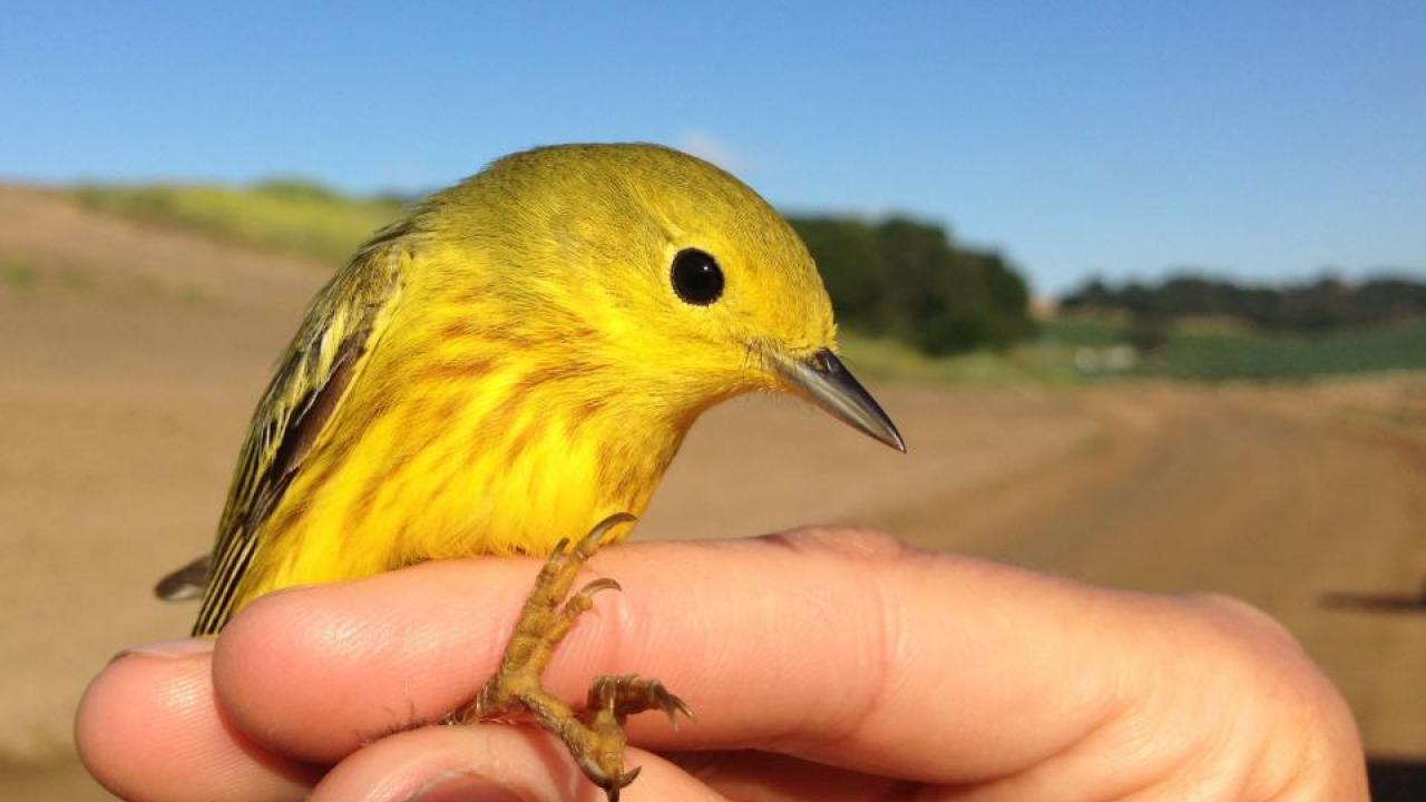 yellow warbler is held by a researcher. A study shows natural habitat around farms can mute the effects of birds on crops. (Daniel Karp/UC Davis) yellow warbler is held by a researcher. A study shows natural habitat around farms can mute the effects of birds on crops. (Daniel Karp/UC Davis)