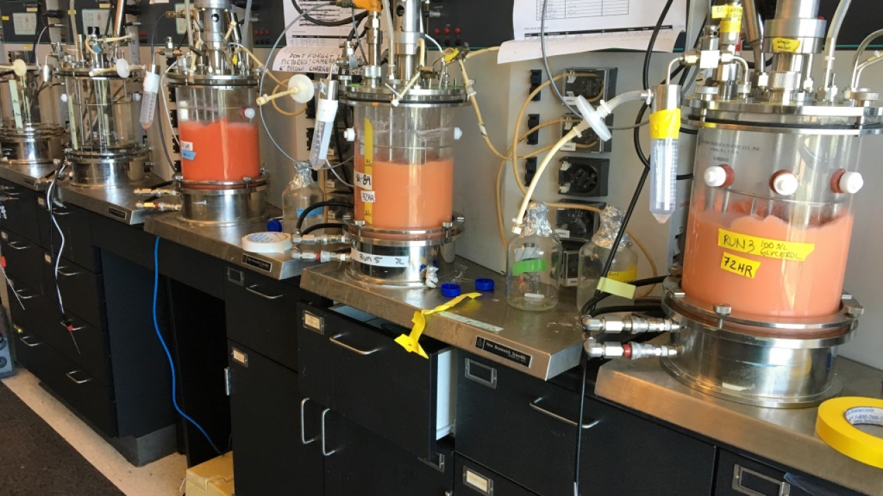 UC Davis researchers discovered a strain of yeast producing natural, soap-like compounds that’s now being developed for eco-friendly, skin-safe detergents. Seen here, yeast was growing in bioreactors in Professor David Block’s lab in 2016 as researchers produced more glycolipid for analysis. Photo by: Irnayuli Sitepu, UC Davis 
