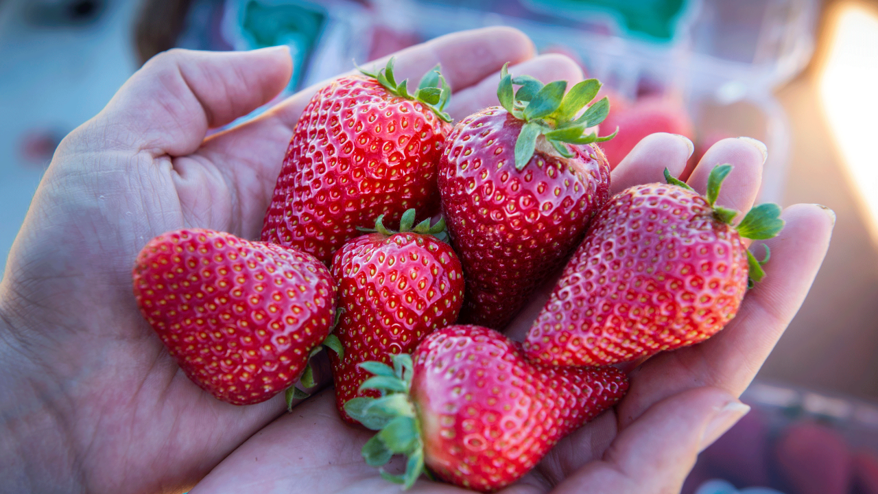 Two hands holding seven, red strawberries.