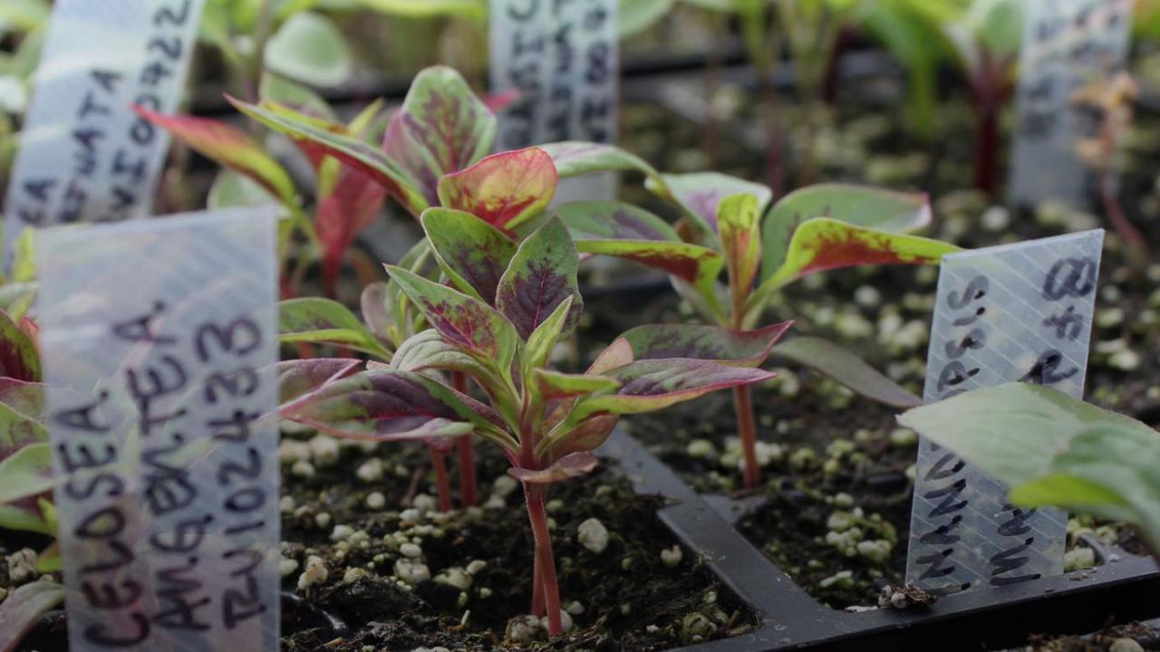 Plants growing in containers