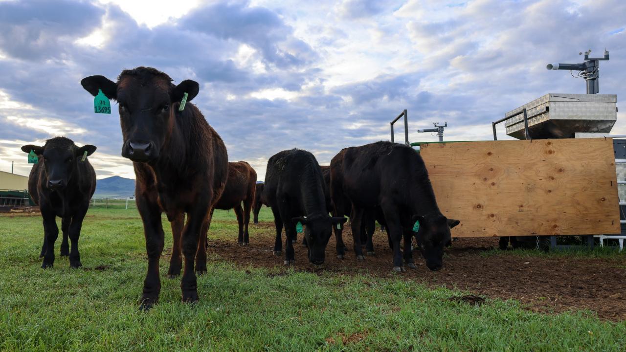 Beef steers graze on a ranch in Dillon, Montana. The machine nearby releases a seaweed supplement while also measuring the cattle's methane emissions. (Paulo de Méo Filho / UC Davis)