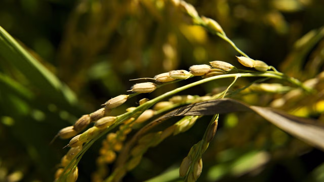 Researchers at UC Davis and UC Berkeley's Innovative Genomics Institute have found a way to produce clonal seeds from hybrid rice varieties. The technique could make hybrids, which can have superior qualities, widely available to the world's farmers. (UC Davis photo)