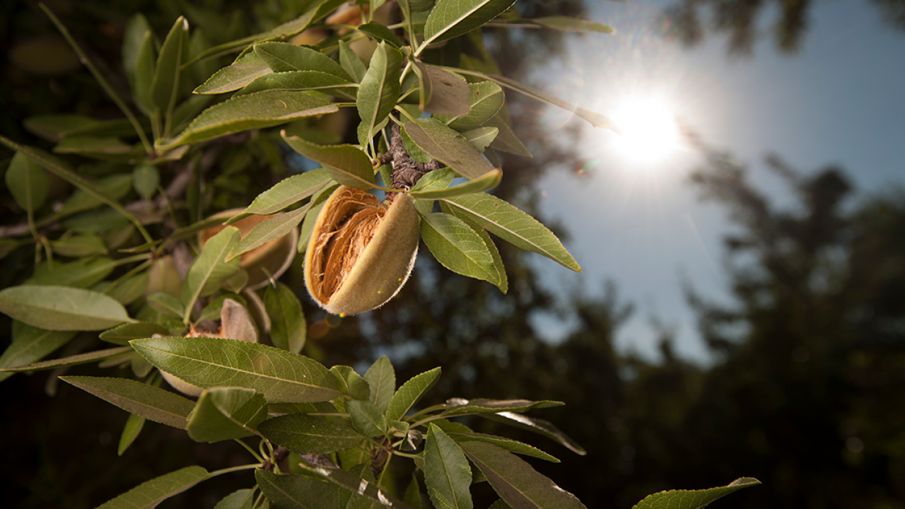 Almond growing on a tree in an orchard.