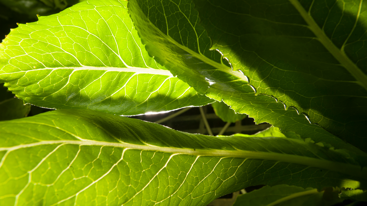 UC Davis is leading an effort to establish the California Center for Food Safety, bringing together statewide resources to help growers meet food safety standards.