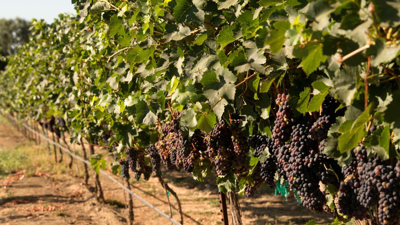 View of a UC Davis vineyard. (Gregory Urquiaga, UC Davis)