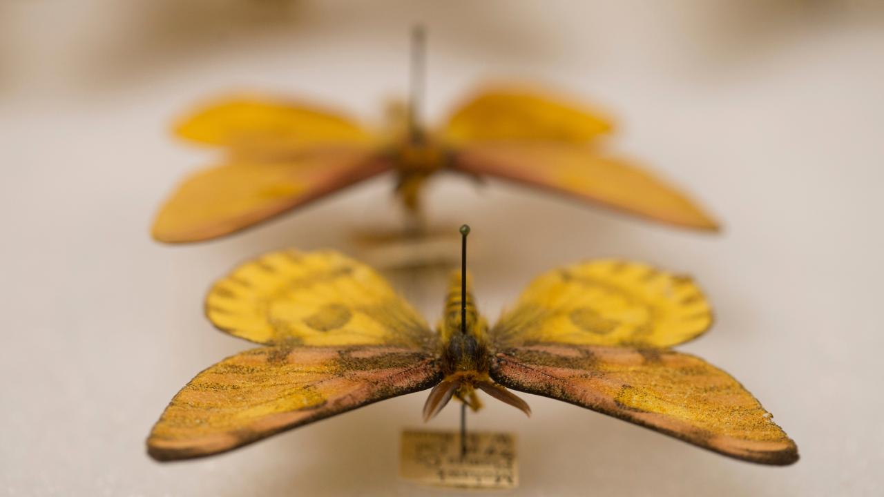A row of yellow moths preserved in a collection.