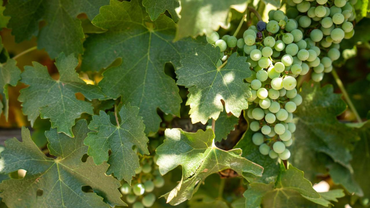 Wine grapes growing in Merced, California.