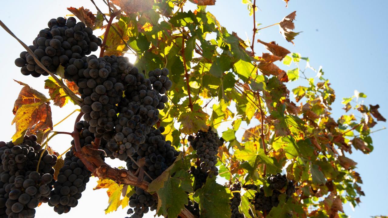 A new study from UC Davis researchers sheds new light on how vineyards can mitigate drought effects at a time when California is experiencing a severe water shortage. (Greg Urquiaga/UC Davis)