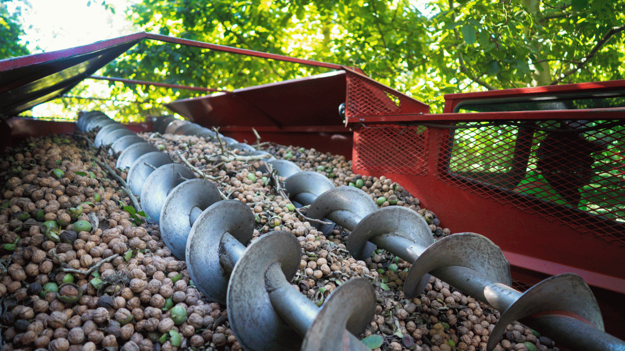 A walnut field