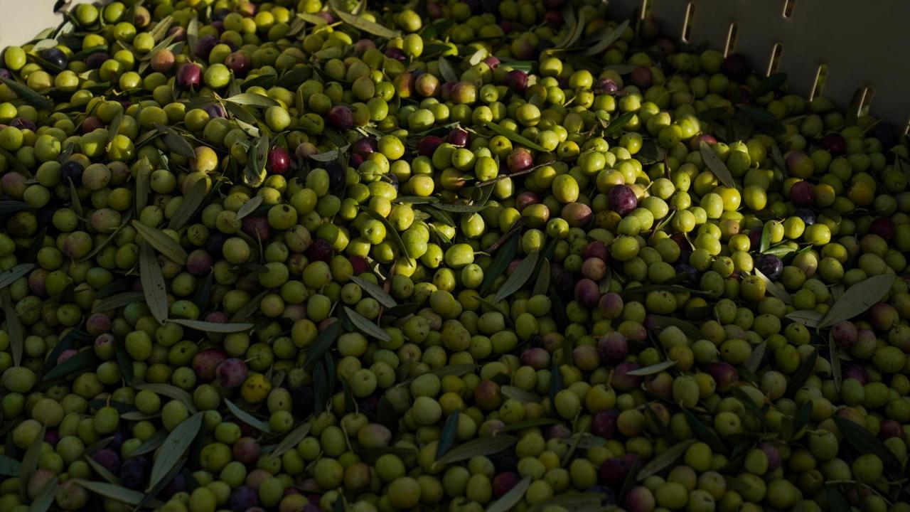 Olive harvest at Wolfskill Experimental Orchard in Winters, CA on November 5, 2021. The olives will be used in various products available to the consumer at the UC Davis Olive Center.