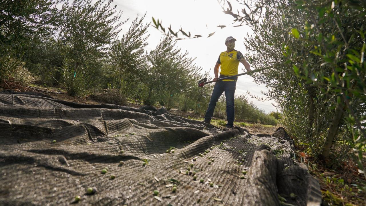 Executive Director a the UC Davis Olive Center, Javier Fernandez-Salvador uses a handheld shaker to harvest olives at Wolfskill Experimental Orchard that will be used to create an Olio Nuovo blend of olive oil that will be availble to the public through the Olive Center.