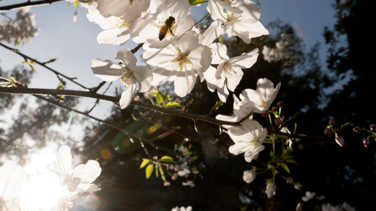 Bee at the UC Davis Arboretum, photo by: Gregory Urquiaga