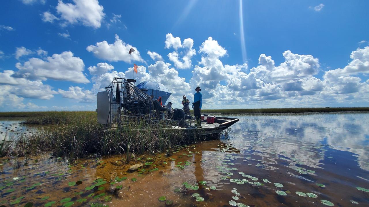 Researchers in the Florida Everglades on a sampling trip. (Brett Poulin / UC Davis)
