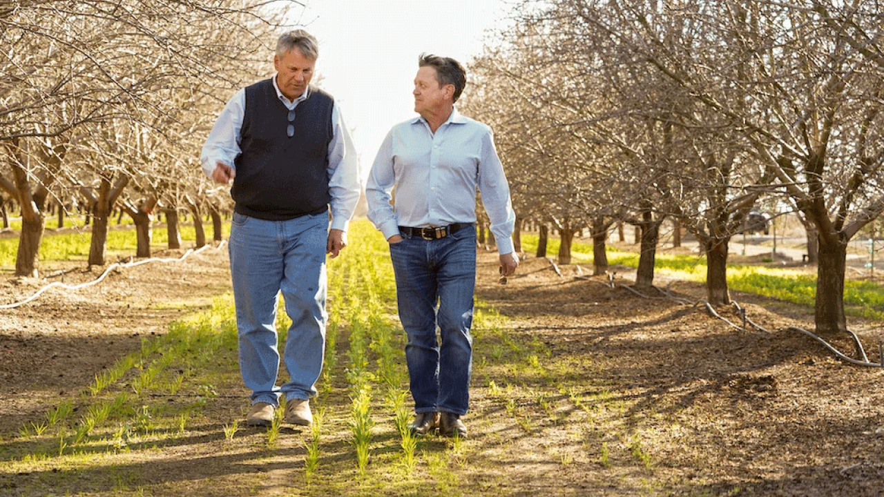 Kirk Pumphrey, left, and Patrick Brown, a distinguished professor in the Department of Plant Sciences, right, walk through rows of almond trees at Westwind Farms in Yolo County. (Karin Higgins/UC Davis)