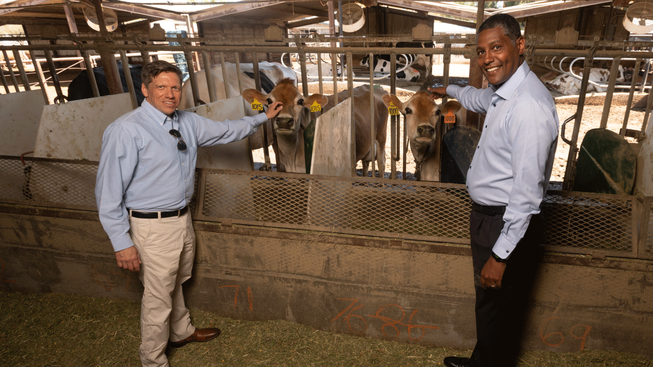 Matthias Hess and Ermias Kebreab stand together in the UC Davis cow dairy facilities.