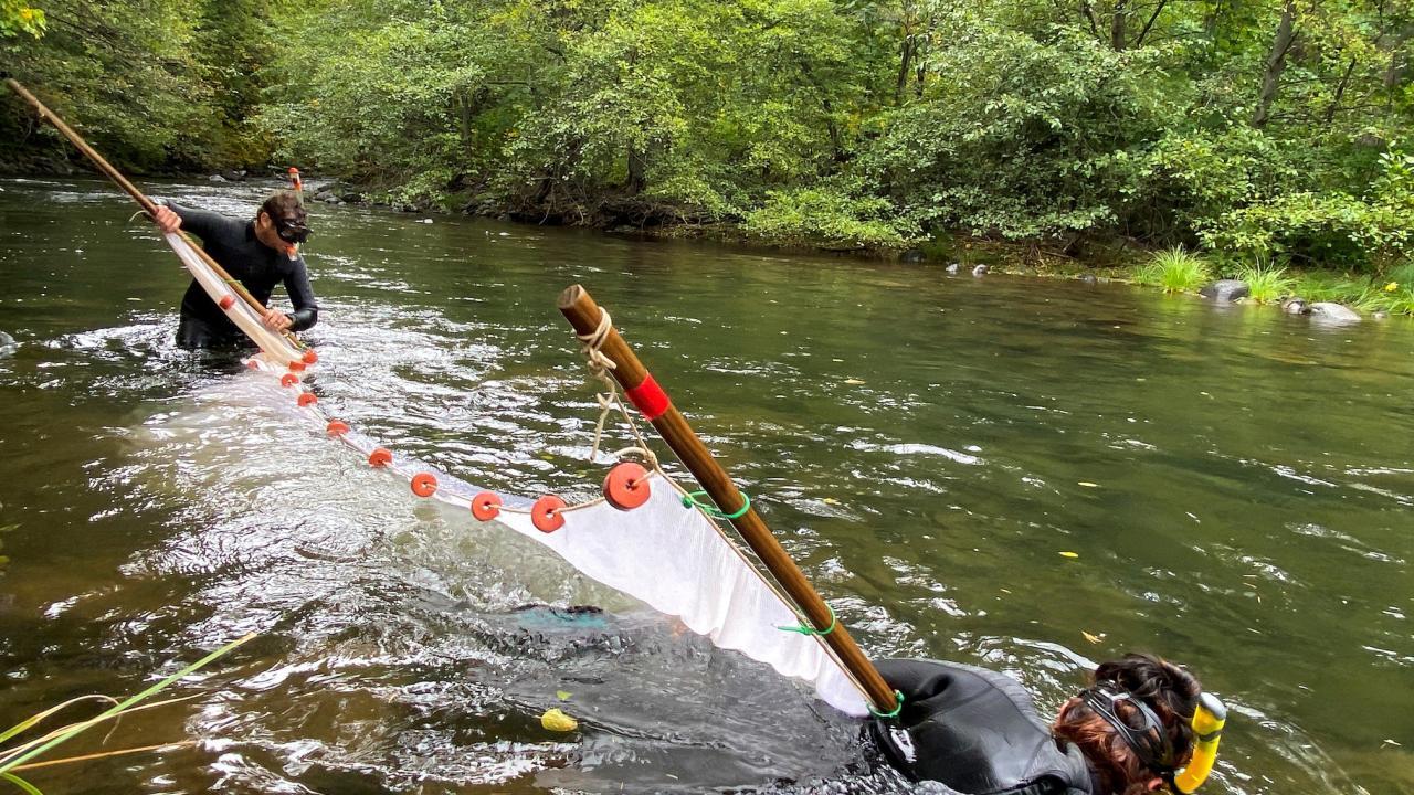 California biologists collect young spring-run Chinook salmon in Deer Creek, a tributary of the Sacramento River, on Oct. 10, 2023. (Peter Tira, California Department of Fish and Wildlife)