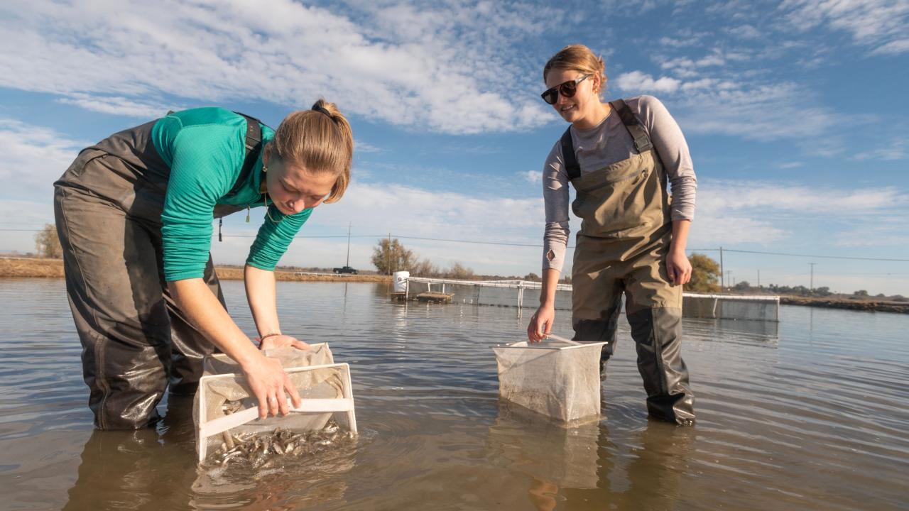 UC Davis students Gigi Dielkelman and Astrid Boyd release fish into flooded rice plots at Montna Farms in Yuba City on December 12, 2023. Photo by: Gregory Urquiaga, UC Davis.
