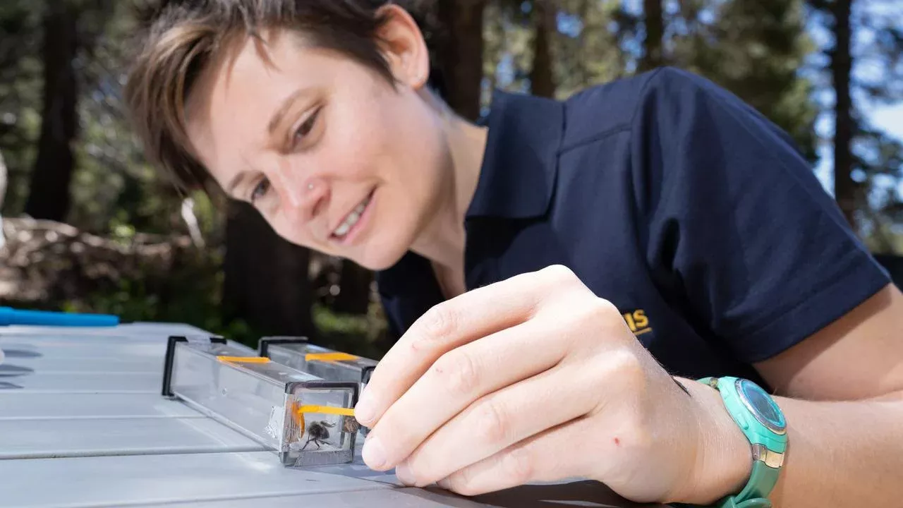 Assistant Professor Felicity Muth's work on bumblees is supported by a grant from The National Geographic Society. It is one of the grants and contracts contributing to over $1 billion in research funding awarded to UC Davis in the past fiscal year. (Photo by TJ Ushing/UC Davis)